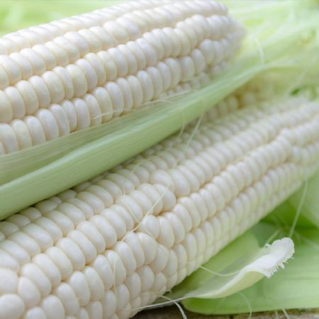 White Corn (Maize) | Food Supplies