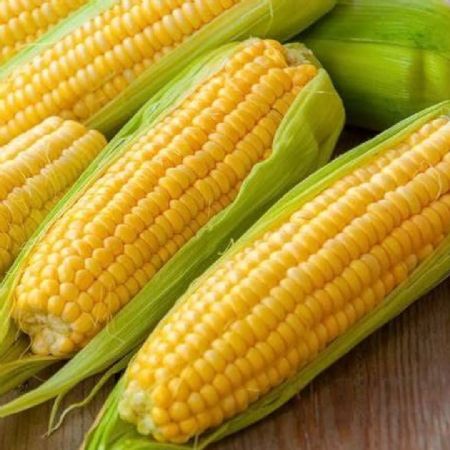 Yellow Corn / Maize | Food Supplies